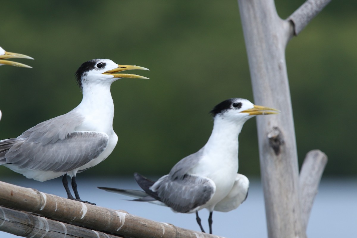Great Crested Tern - ML613850720