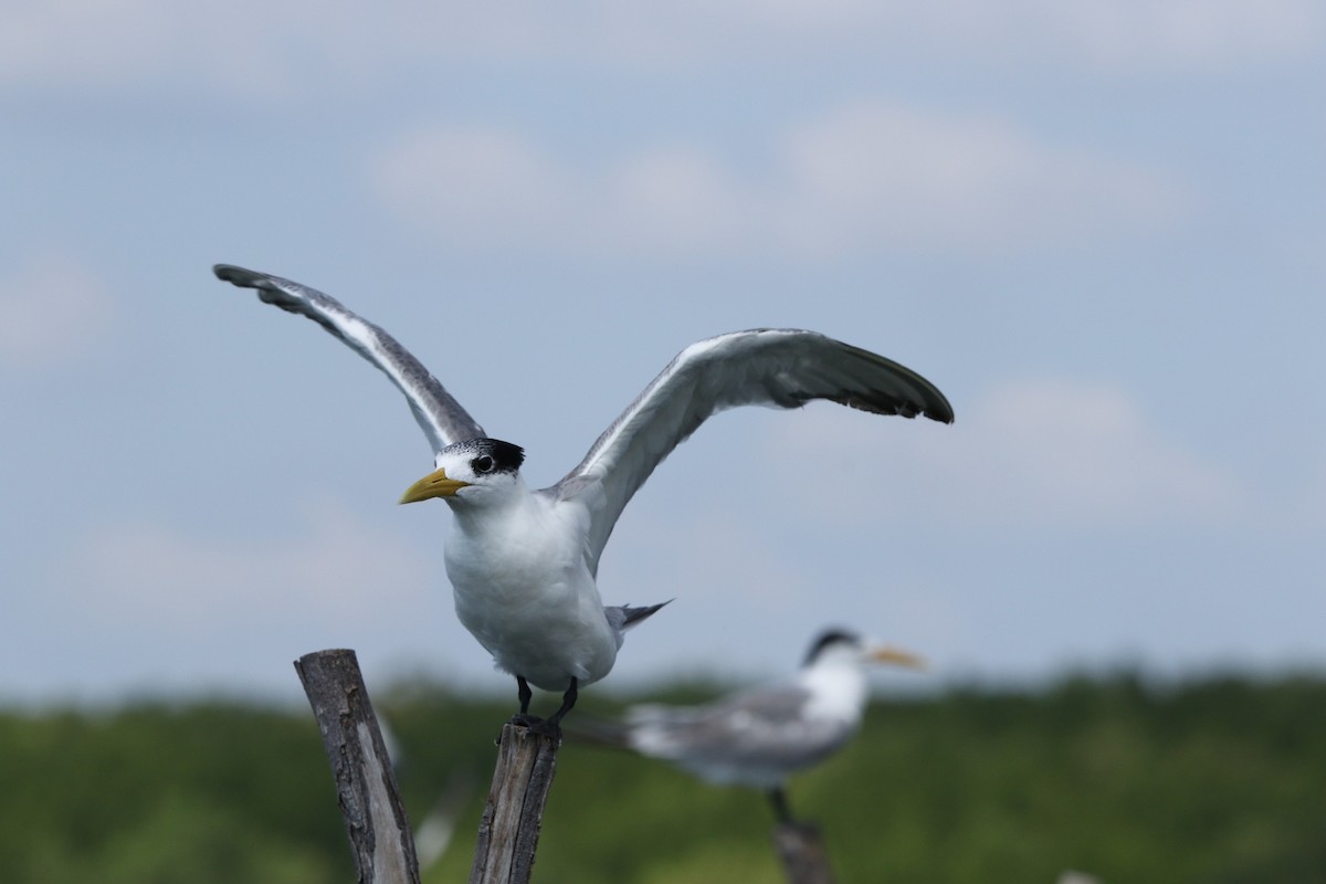 Great Crested Tern - ML613850721