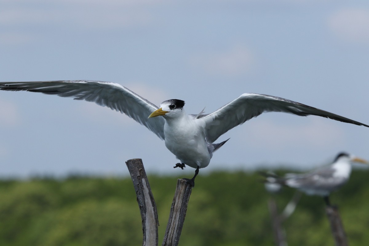 Great Crested Tern - ML613850722