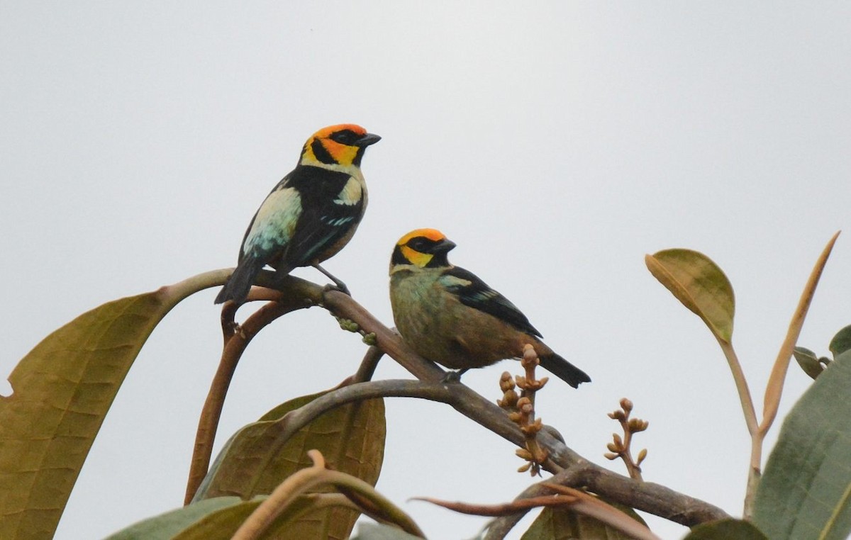 Flame-faced Tanager (Yellow-faced) - Kyle Kittelberger