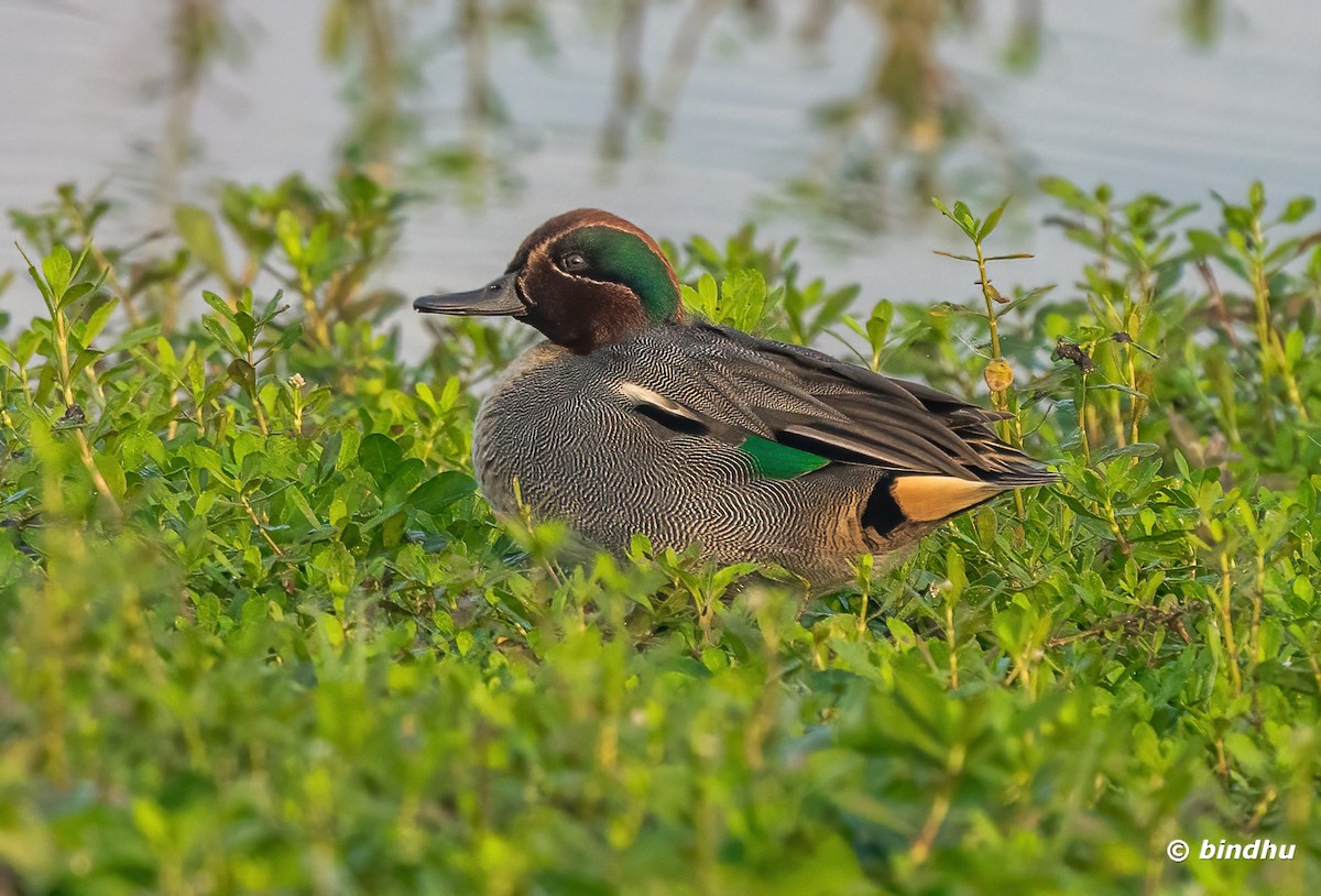 Green-winged Teal - ML613851074