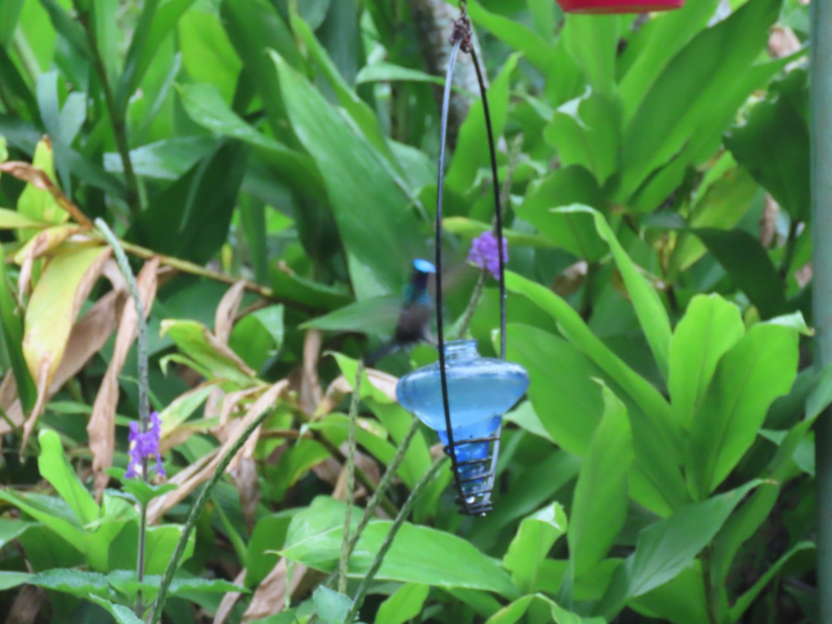 kolibřík fialovohrdlý - ML613851354