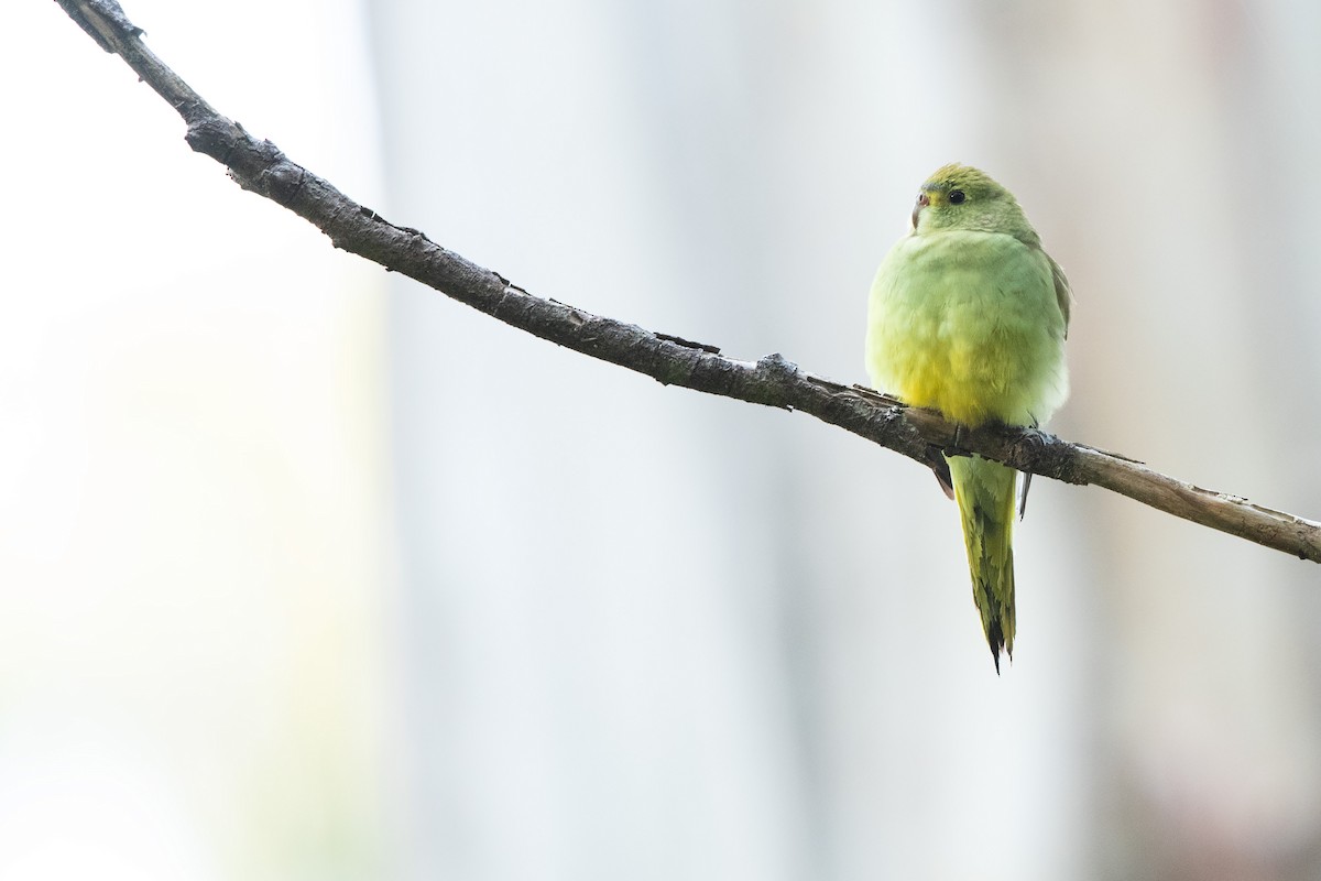 Blue-winged Parrot - Chris Murray