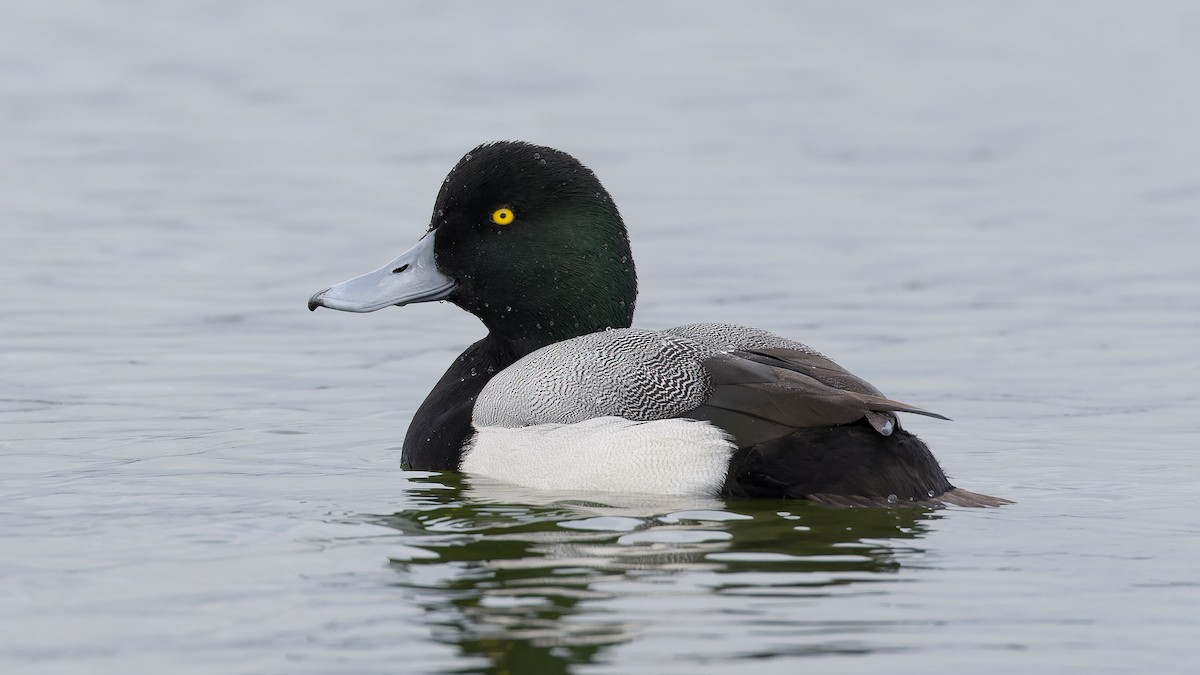 Greater Scaup - ML613851583