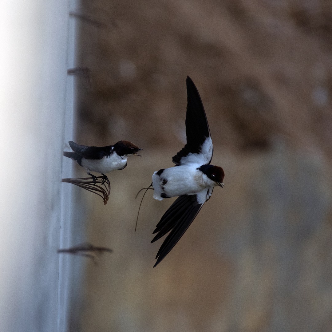 Wire-tailed Swallow - ML613851702