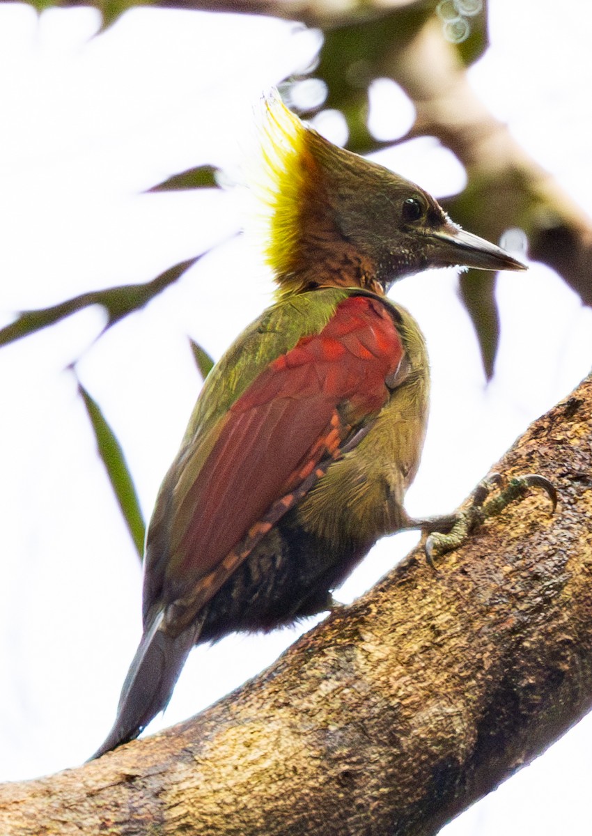 Checker-throated Woodpecker - Soo sing Loke