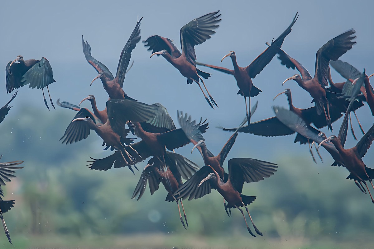 ibis hnědý - ML613852733