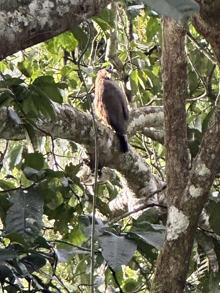 Crested Serpent-Eagle - ML613852840