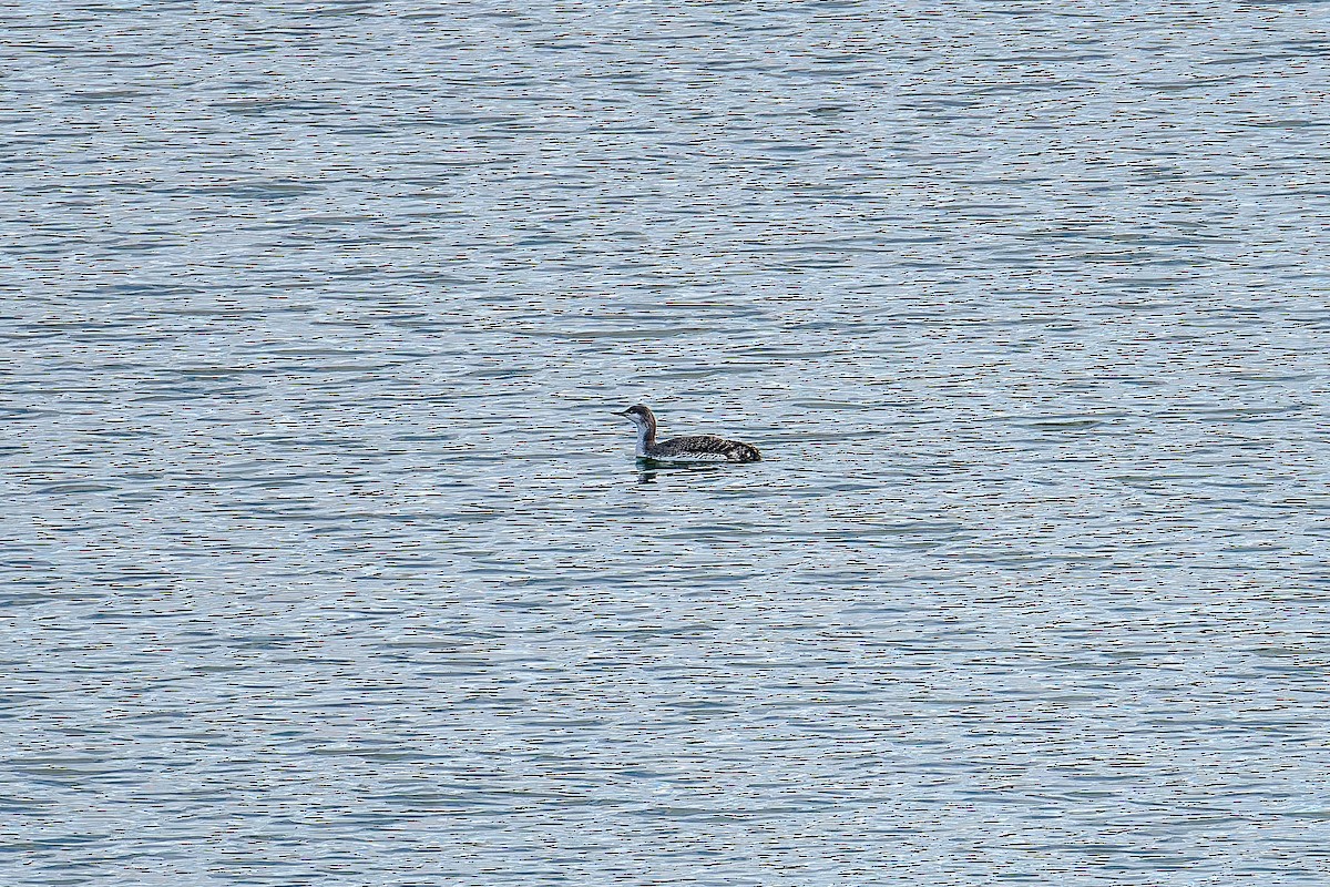 Red-throated Loon - ML613852933
