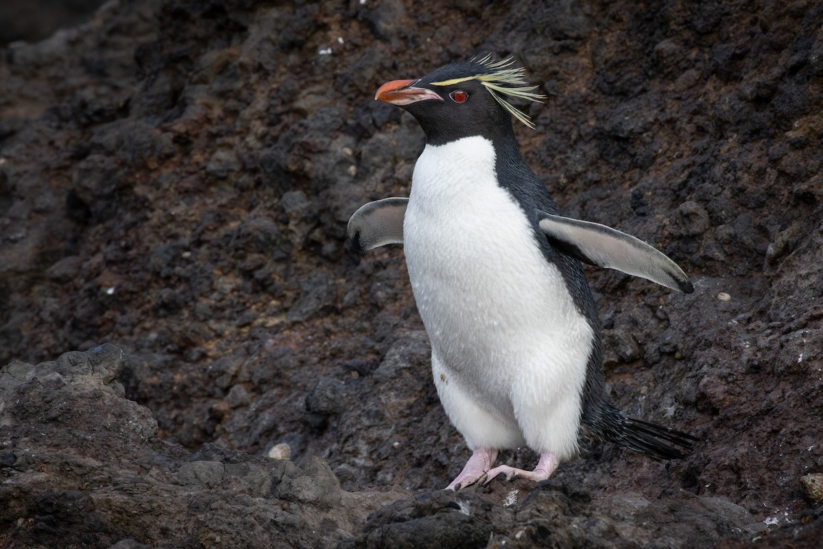 Pingüino Saltarrocas Meridional - ML613852975
