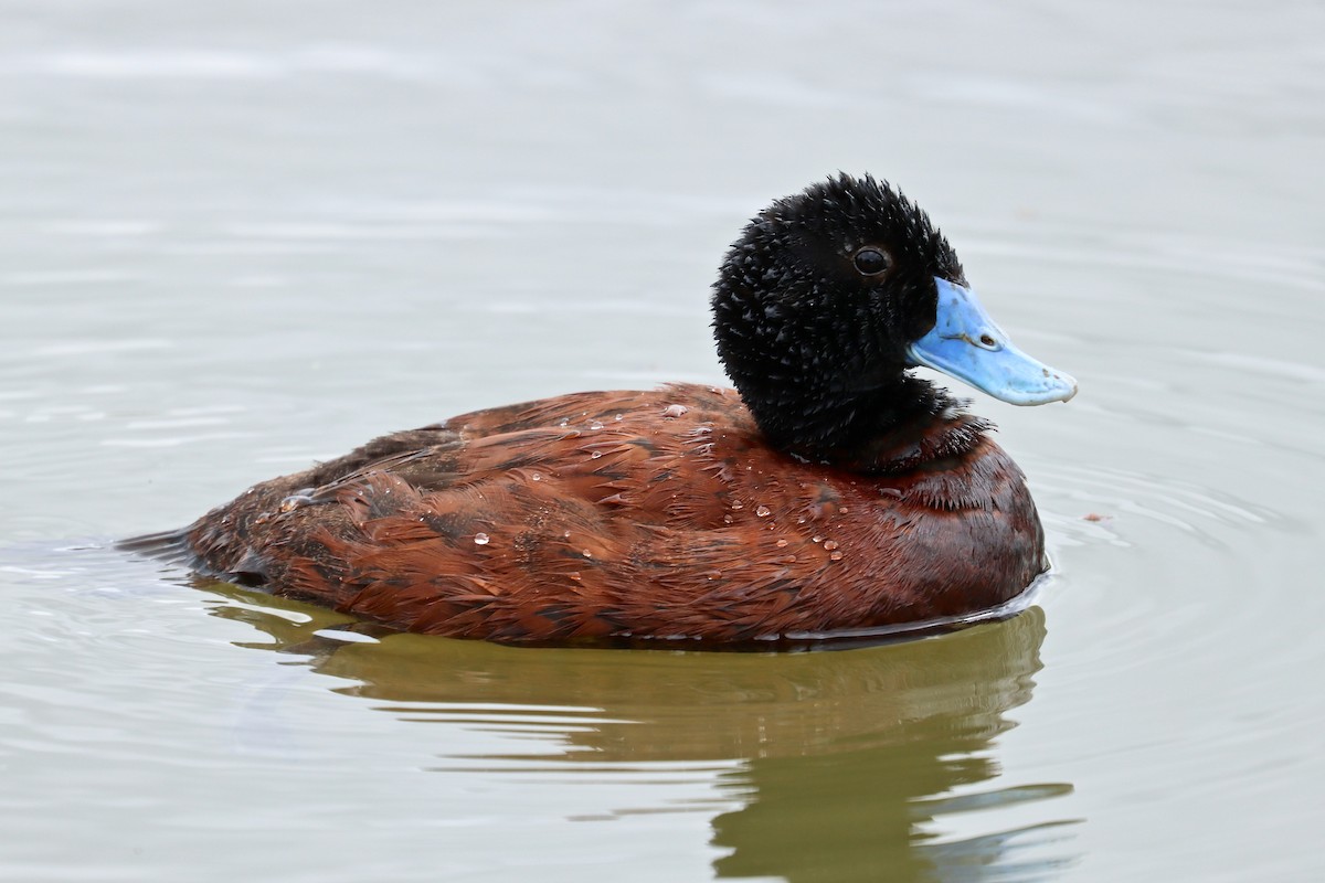 Blue-billed Duck - Robert Hamilton