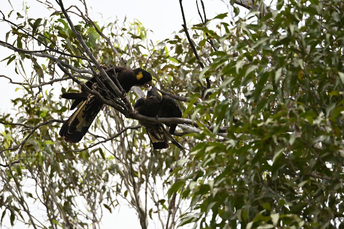 Yellow-tailed Black-Cockatoo - ML613853275