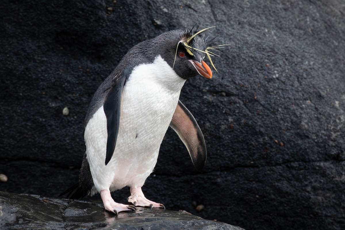 Pingüino Saltarrocas Meridional - ML613853346
