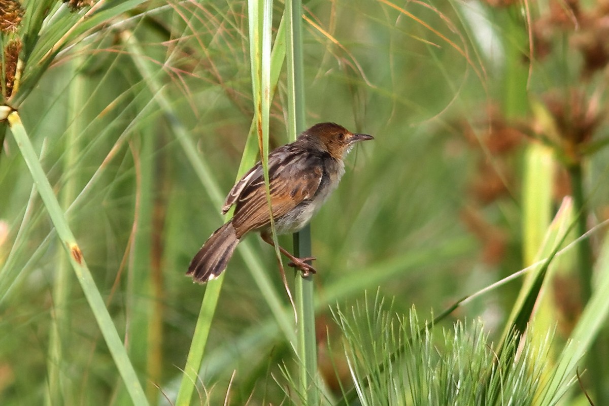 Carruthers's Cisticola - ML613853422