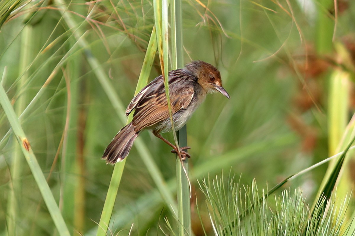 Carruthers's Cisticola - ML613853423
