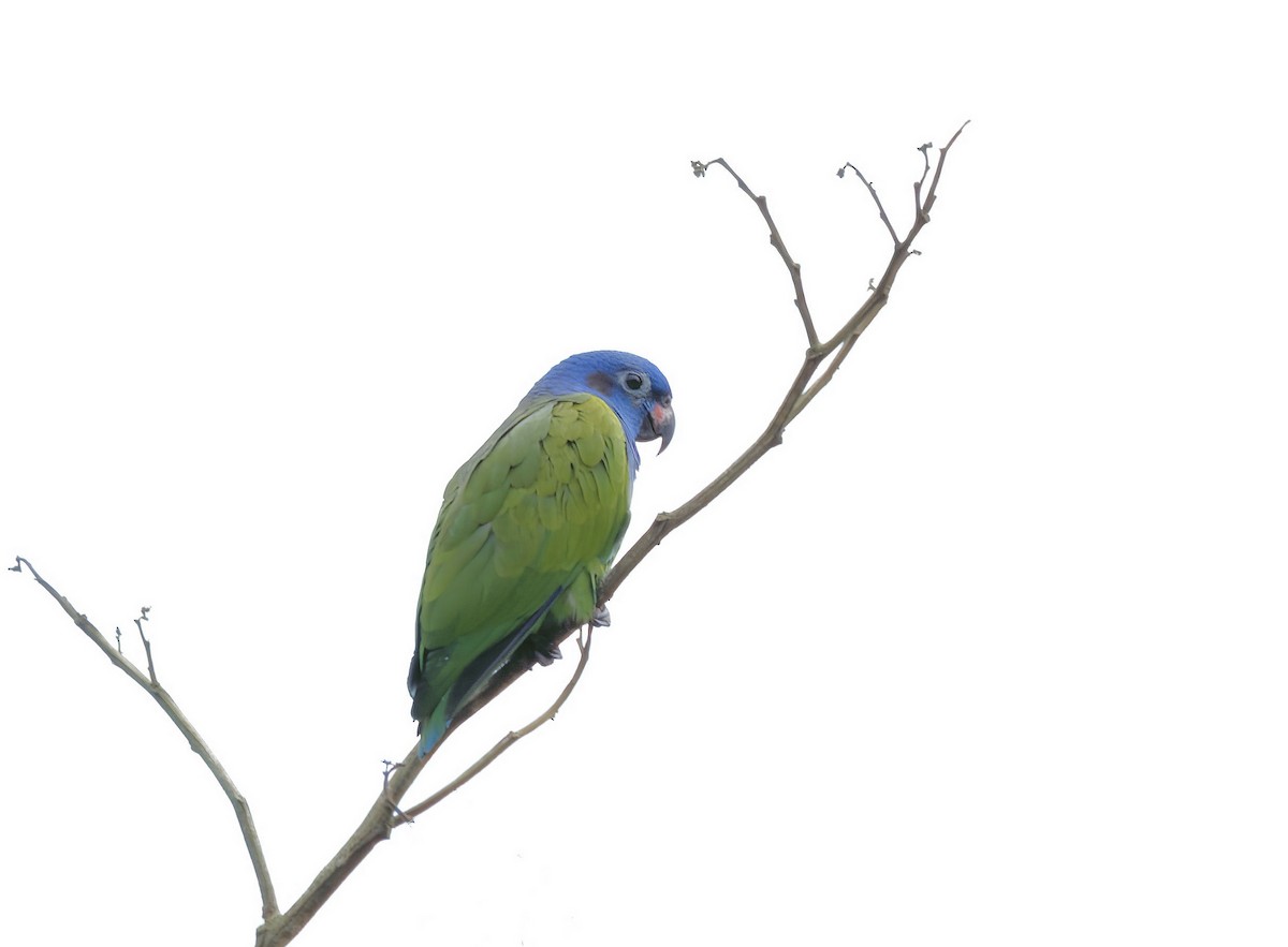 Blue-headed Parrot - ML613853440