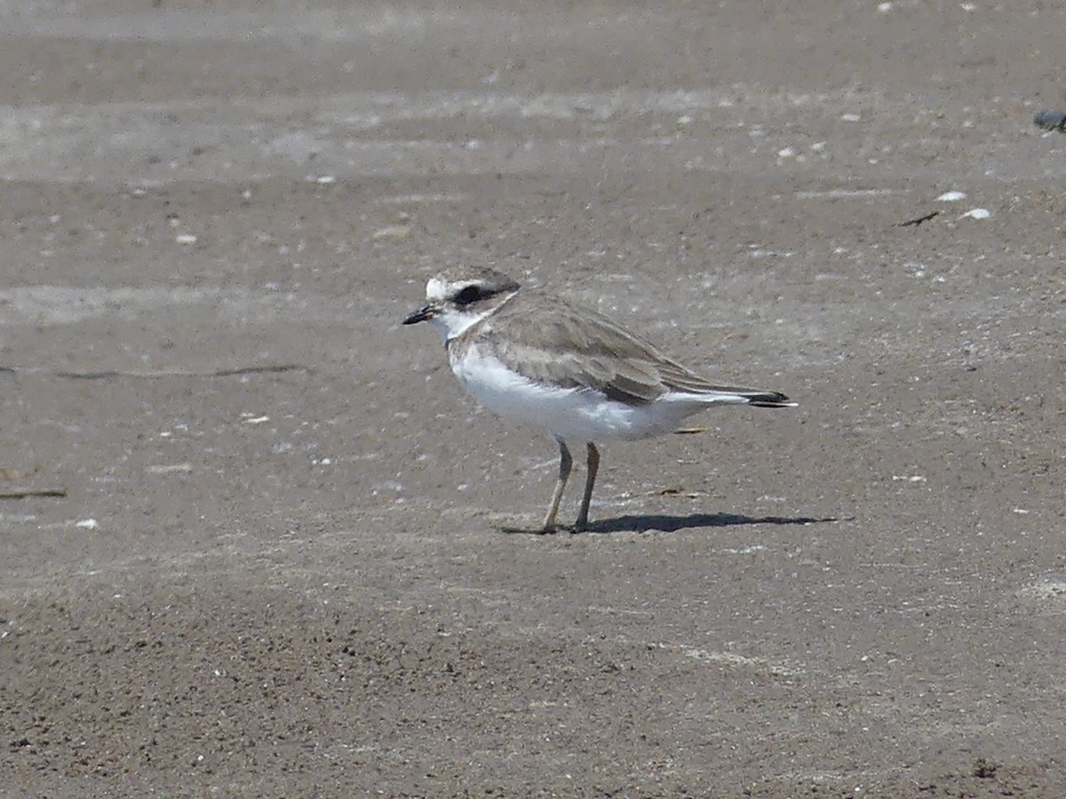 Semipalmated Plover - ML613853639