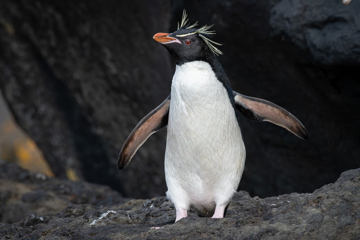 Pingüino Saltarrocas Meridional - ML613853698