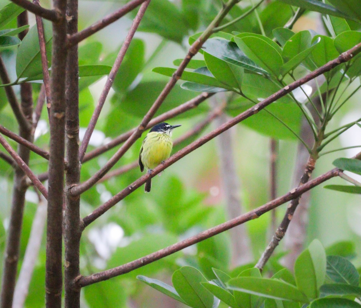 Painted Tody-Flycatcher - ML613853731