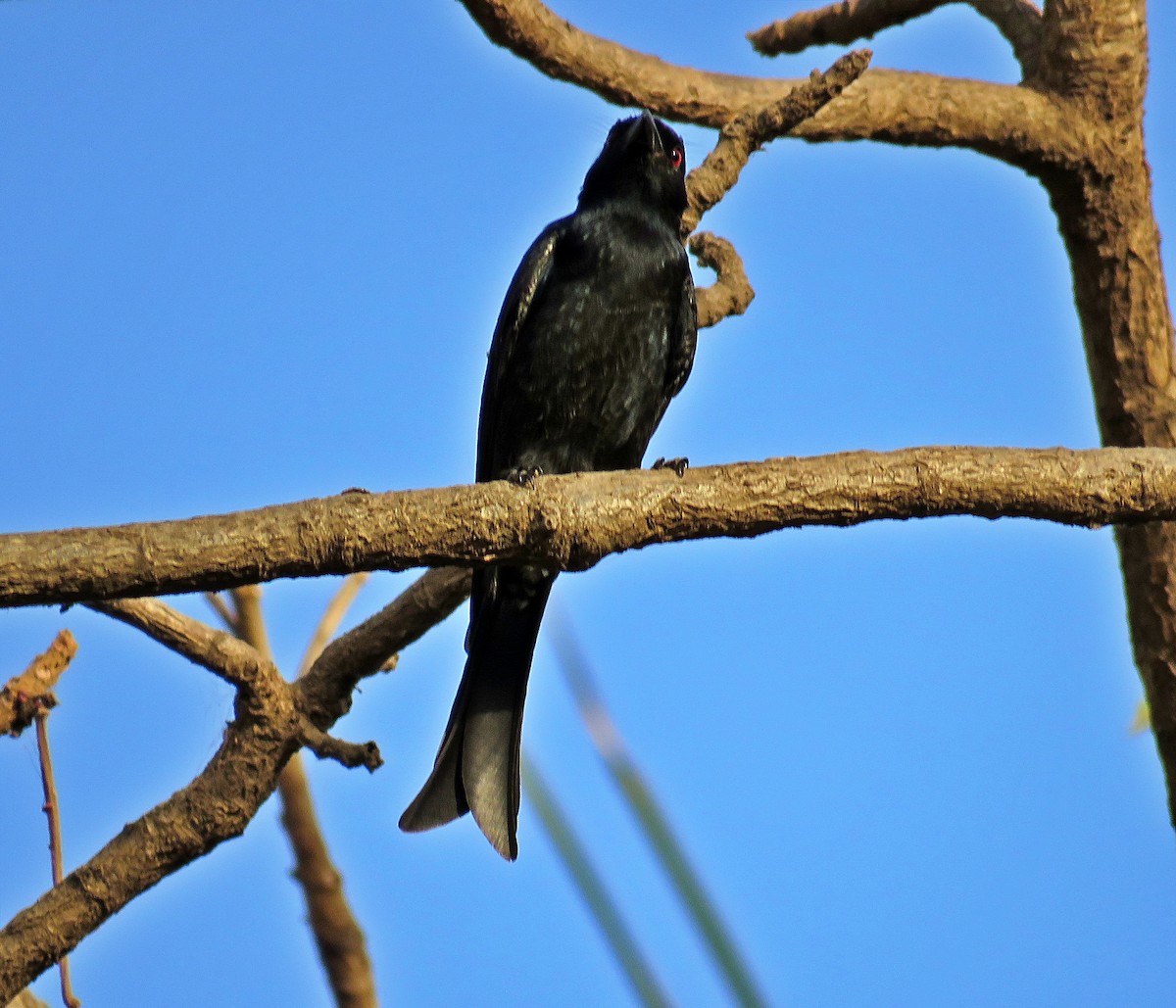 Fork-tailed Drongo (Glossy-backed) - ML613853802