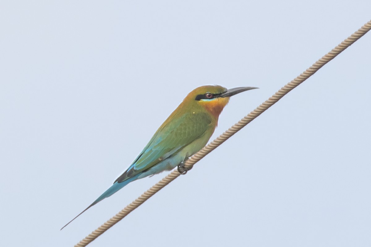 Blue-tailed Bee-eater - aditya sreeram