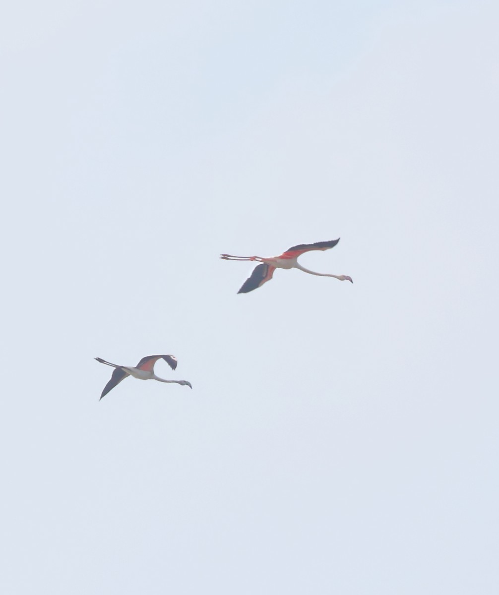 Greater Flamingo - aditya sreeram