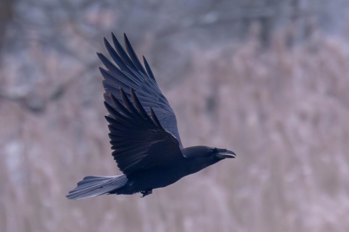 Common Raven - ML613854027