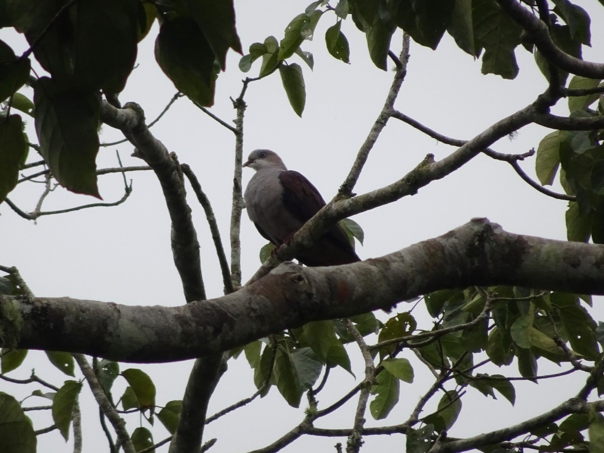 Mountain Imperial-Pigeon - ML613854461