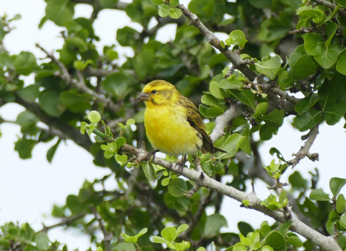 Yellow-fronted Canary - ML613854463