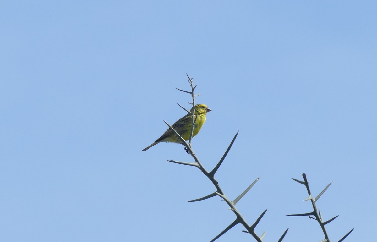 Yellow-fronted Canary - ML613854464