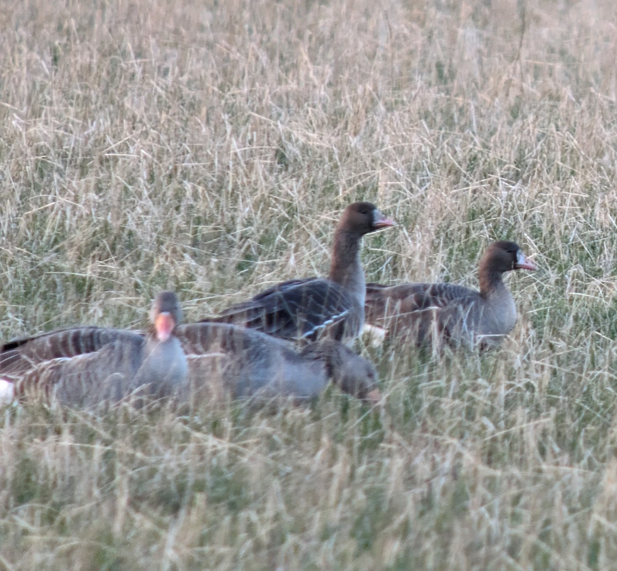 Greater White-fronted Goose - ML613854516