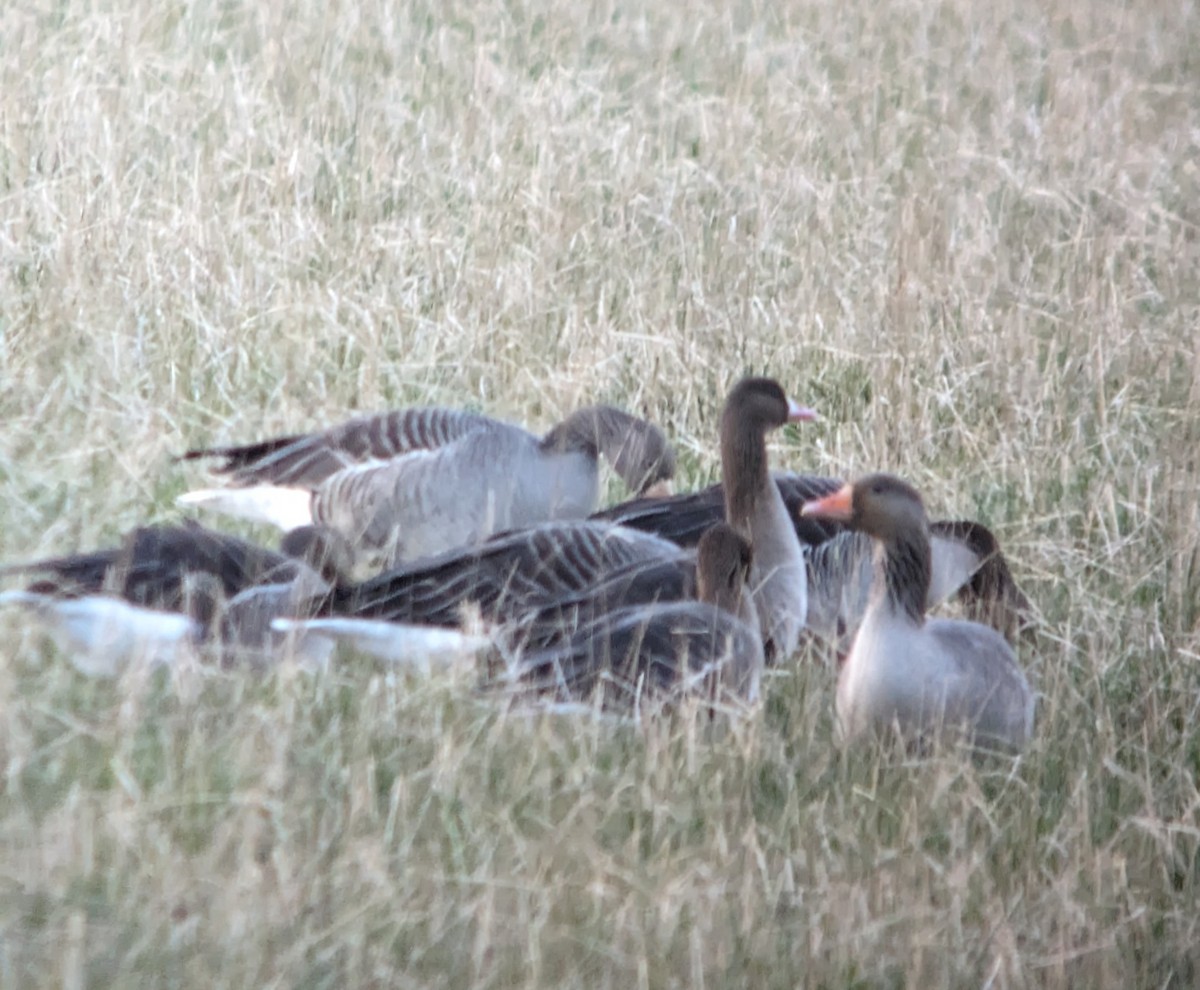 Greater White-fronted Goose - ML613854517