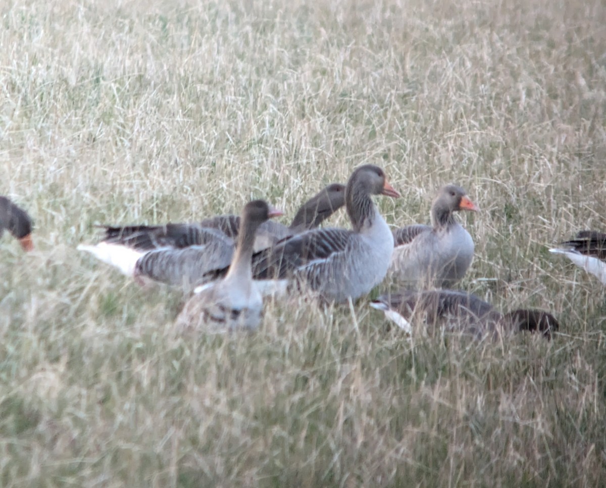 Greater White-fronted Goose - ML613854518