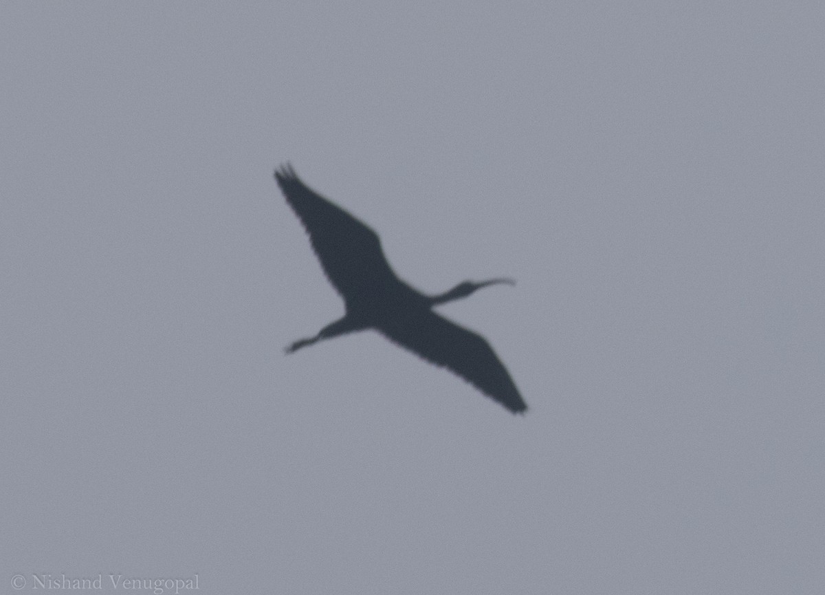 ibis sp. - Nishand Venugopal