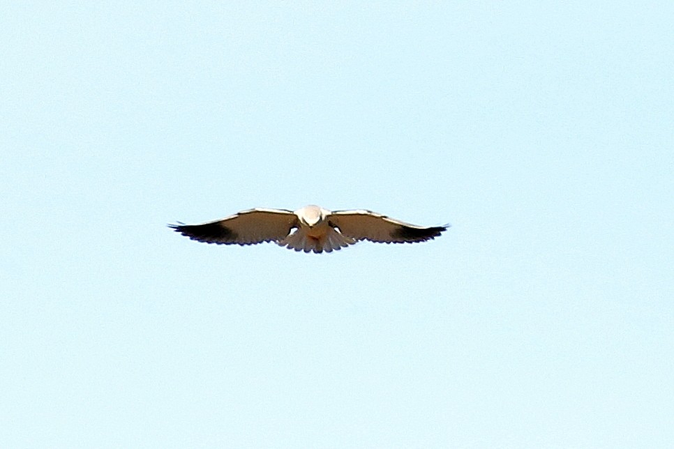 Black-winged Kite - ML613854767