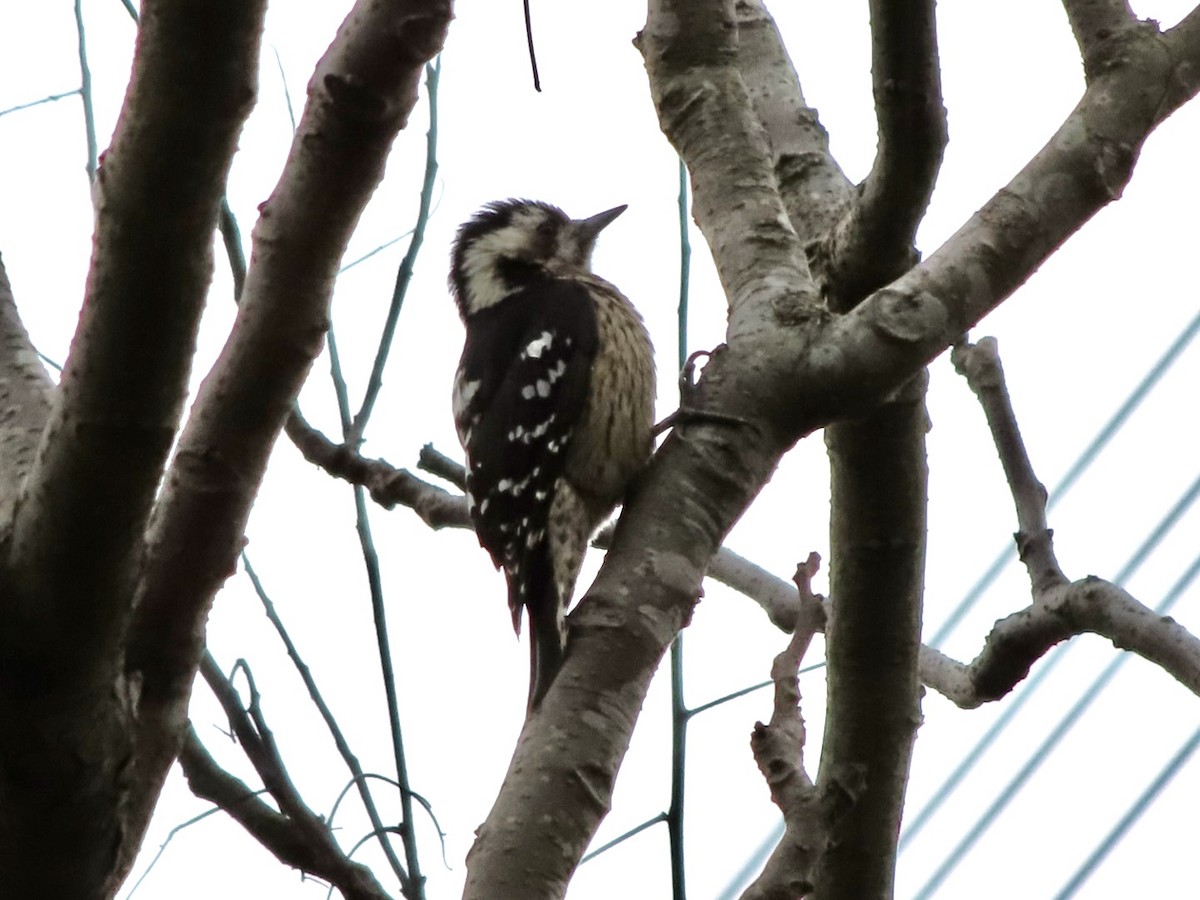 Gray-capped Pygmy Woodpecker - ML613854817