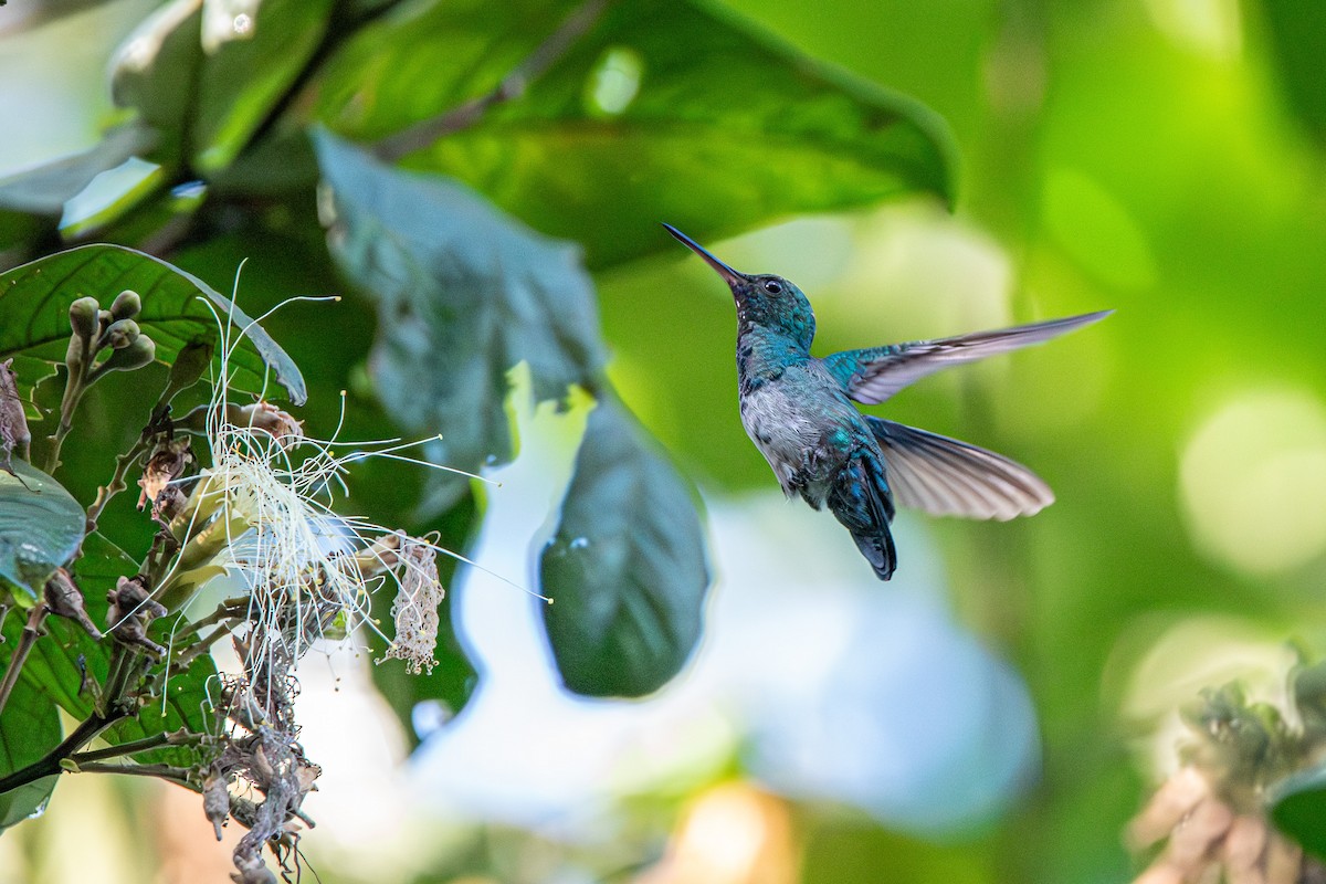 kolibřík modrobradý - ML613854833