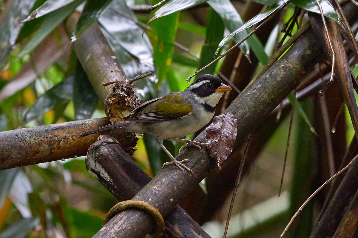 Saffron-billed Sparrow (Gray-backed) - ML613854885