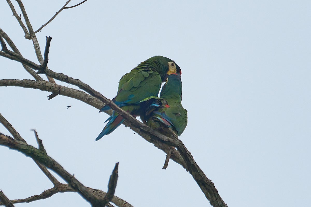 Blue-winged Macaw - ML613855571