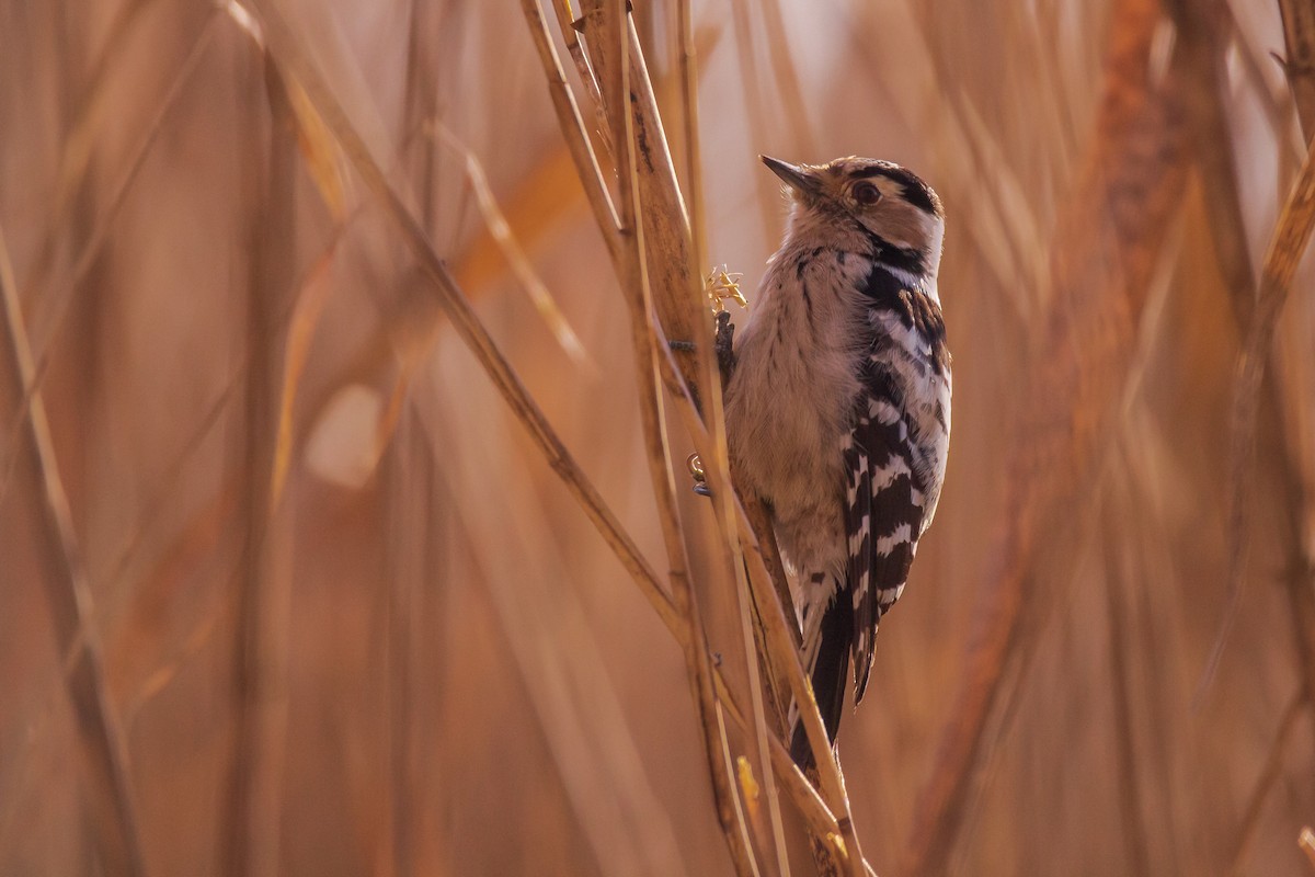 Lesser Spotted Woodpecker - Rocco Nekić