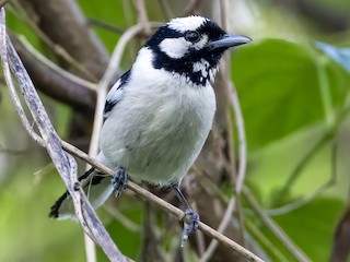 Monarca de las Tanimbar - eBird