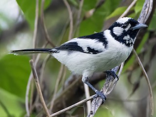 Monarca de las Tanimbar - eBird