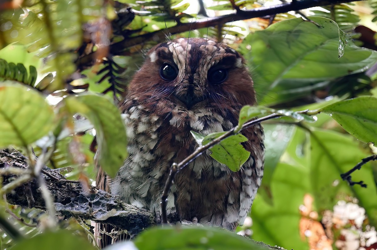 Mountain Owlet-nightjar - Tim Boucher