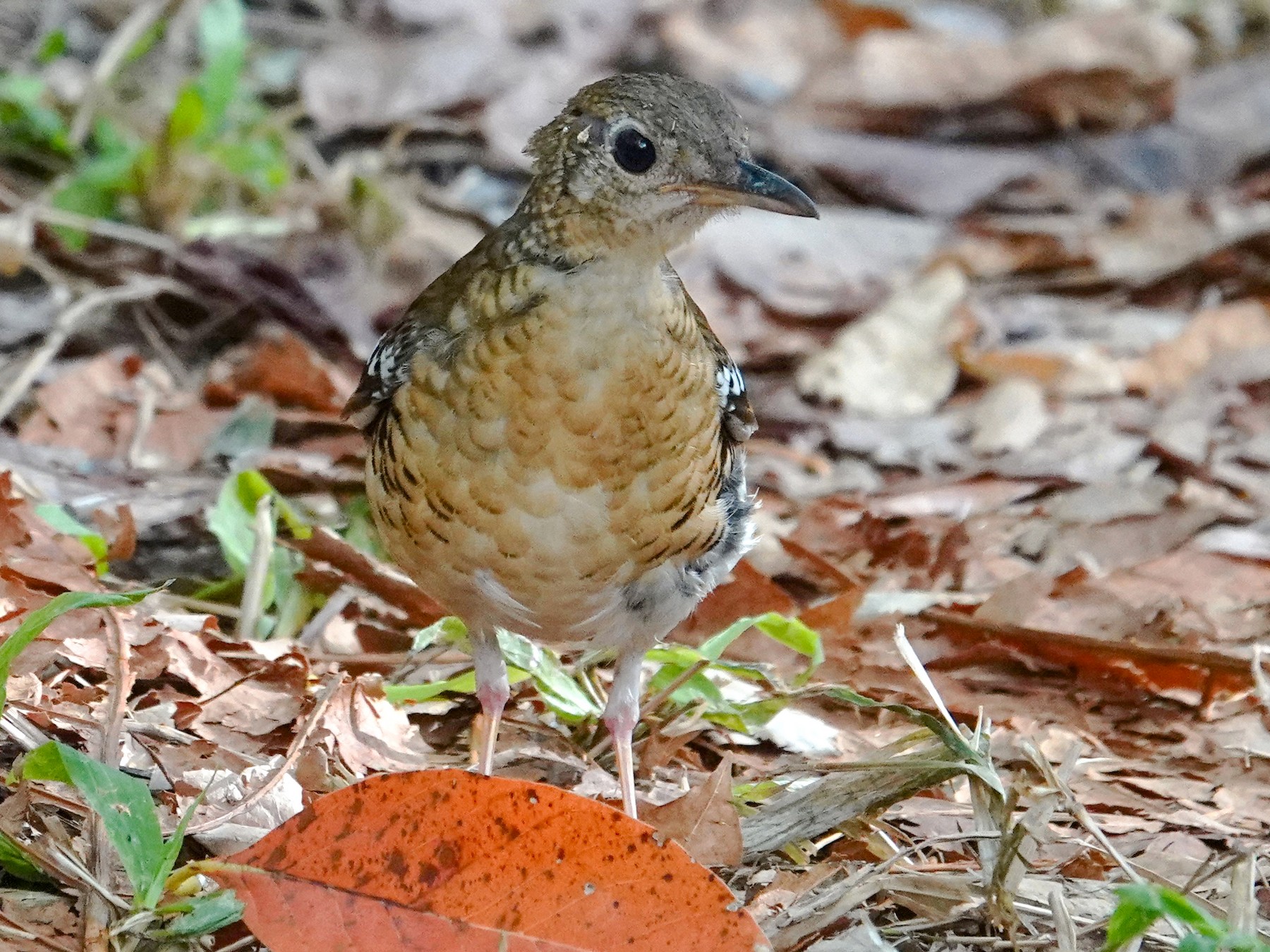 Fawn-breasted Thrush - eBird