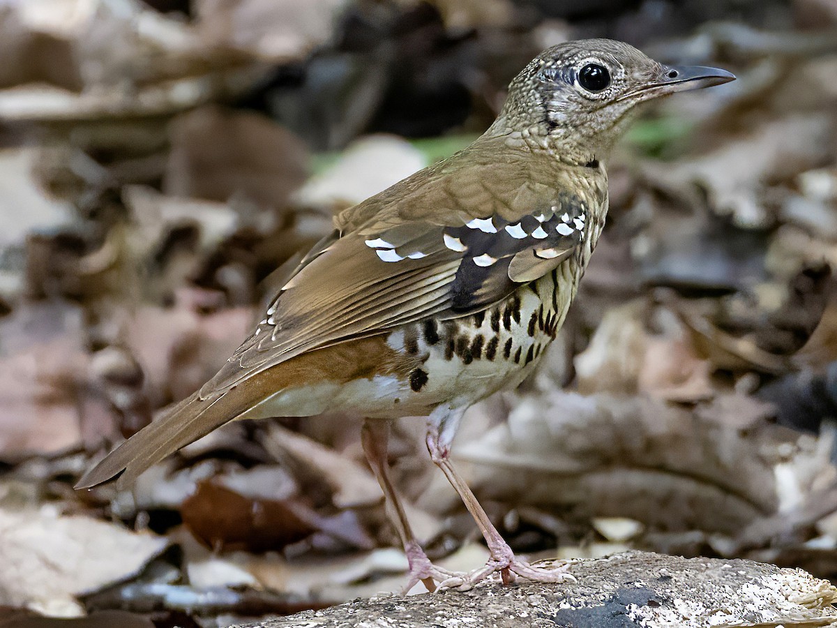 Fawn-breasted Thrush - Zoothera machiki - Birds of the World