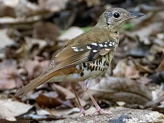  - Fawn-breasted Thrush
