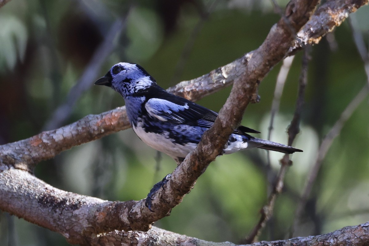 White-bellied Tanager - ML613855872