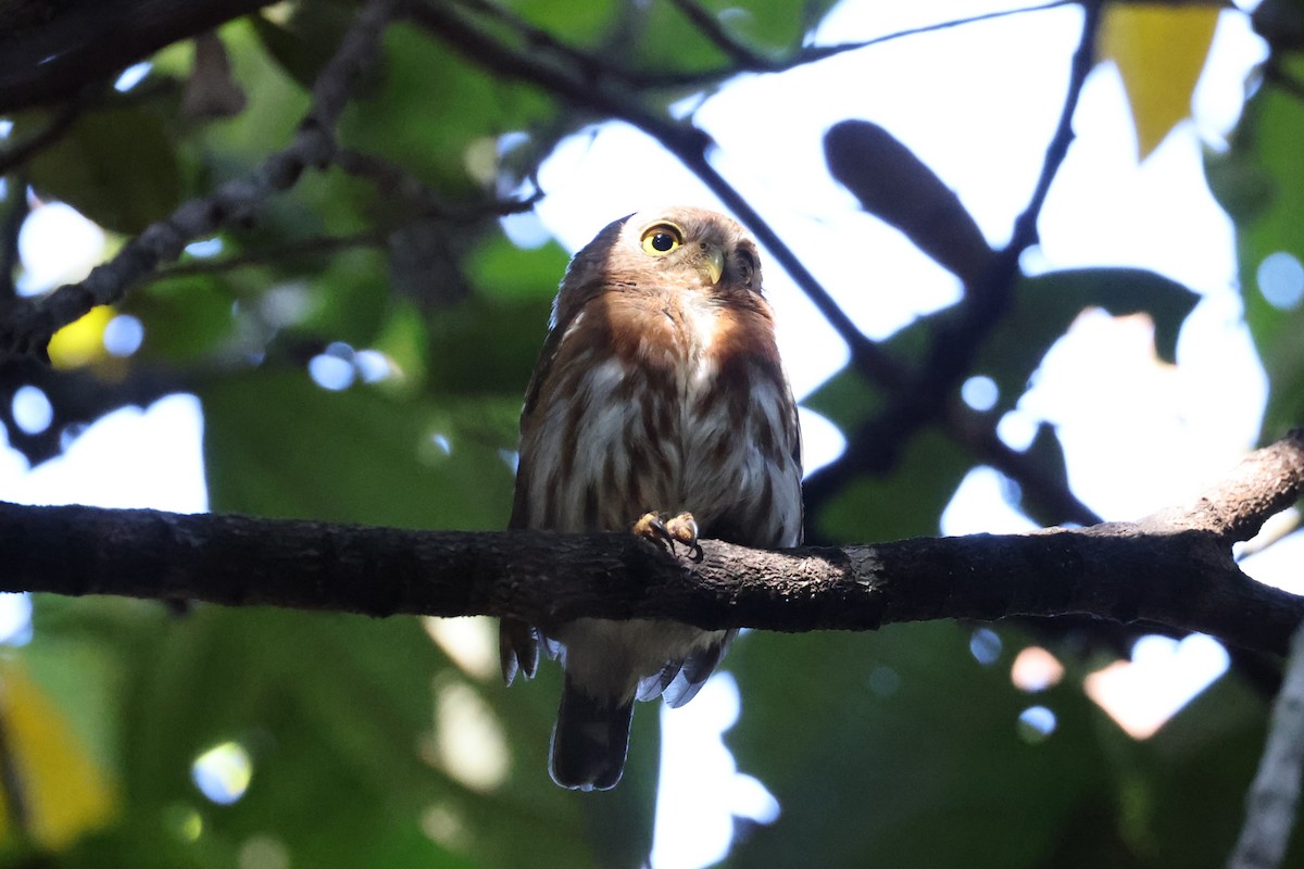 Least Pygmy-Owl - ML613855900