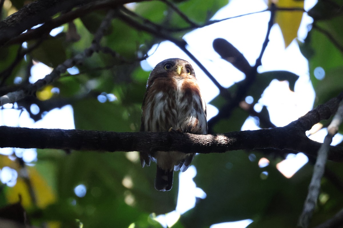 Least Pygmy-Owl - ML613855902