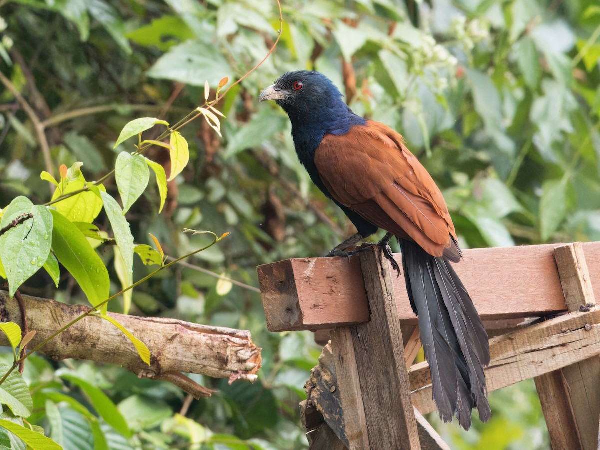 Greater Coucal - ML613856073
